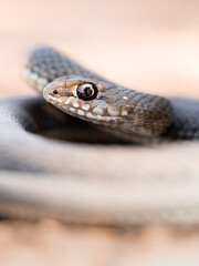 Culebra bastarda / serpiente