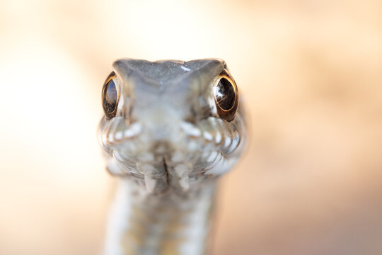 Culebra bastarda / serpiente