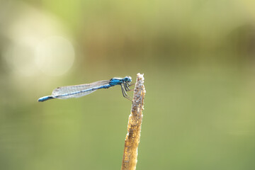 Libelula