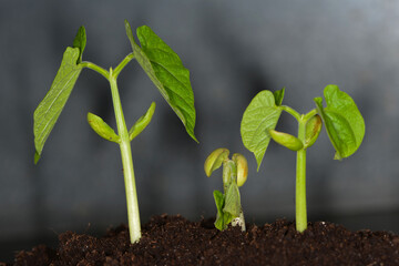 Buschbohne,  Phaseolus vulgaris L. ssp. nanus (L.) Aschers.