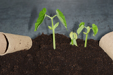Buschbohne,  Phaseolus vulgaris L. ssp. nanus (L.) Aschers.