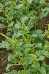 Amarant,  Amaranthus cruentus