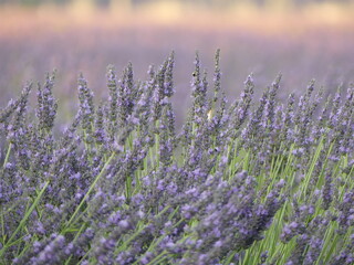Paysage de Provence avec les champs de lavande