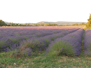 Paysage de Provence avec les champs de lavande