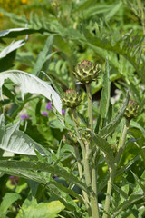 Fototapeta premium Artischocke, Cynara cardunculus, Cynara scolymus