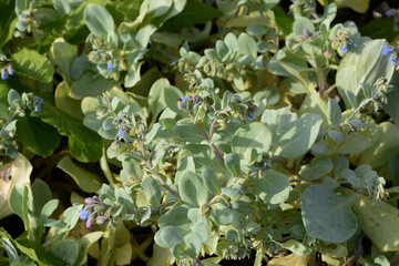 Austernpflanze,  Mertensia maritima