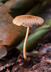 wild mushroom