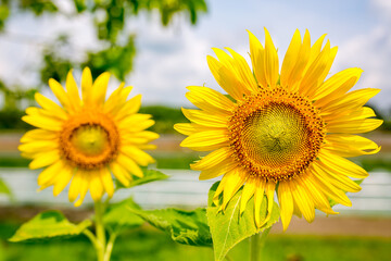 sunflower in the field