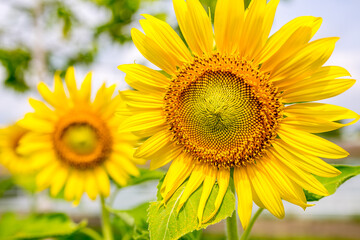 Obraz premium sunflower on blue background