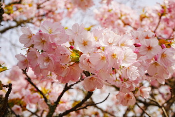 Pink Sakura Cherry Blossom on Mt. Yoshino or Yoshino-yama in Nara, Japan's Most Famous Cherry Blossom - 日本 奈良 吉野山の桜 春の景色