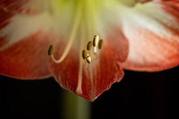 The stamen is the male reproductive organ of a flower, crucial for sexual reproduction in flowering...