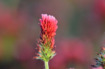 red clover flower, closeup	
