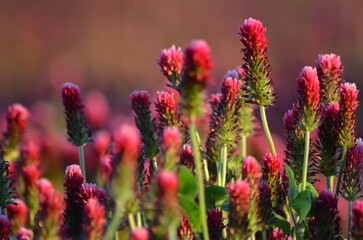 Trifolium incarnatum, filed with red clover flower, closeup