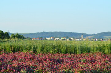 beautiful view of a field with red clover, Czech landscape