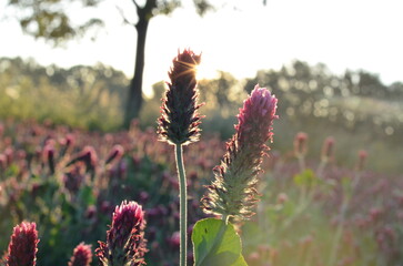 beautiful view of a field with red clover, Czech landscape