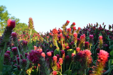 Trifolium incarnatum, filed with red clover flower, closeup