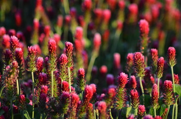 beautiful view of a field with red clover, Czech landscape