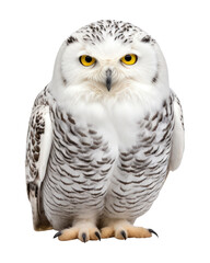 Fototapeta premium PNG Animal beak bird owl.
