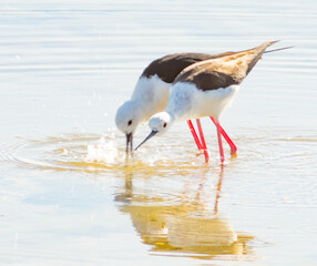 A couple of Black and white heron birds fishing together