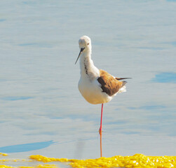 Isolated egret bird of long legs. Birdlife. Nature. Wildlife. 
