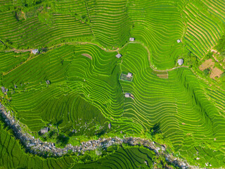 Rice terraces in northern Vietnam - 803138697