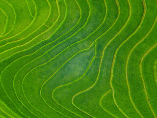 Rice terraces in northern Vietnam - 803138853