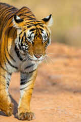 Royal bengal tiger - 803140084
