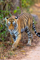 Royal bengal tiger - 803140265
