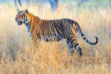 Royal bengal tiger - 803140298