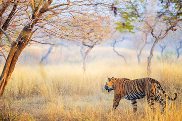 Royal bengal tiger - 803140411