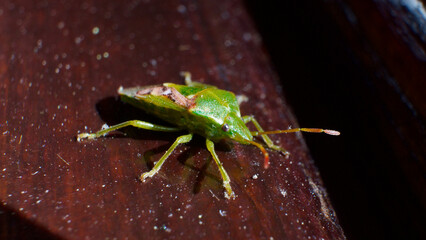 Acanthosomatidae Fart bug. Stink pine beetle. Cyphostethus tristriatus. Harmful garden insect.