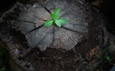 Emerging from the ashes of the past,you can be reborn.it's a chance to transform,taking the lessons...