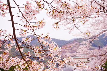 Pink Sakura Cherry Blossom on Mt. Yoshino or Yoshino-yama in Nara, Japan's Most Famous Cherry Blossom - 日本 奈良 吉野山の桜 春の景色