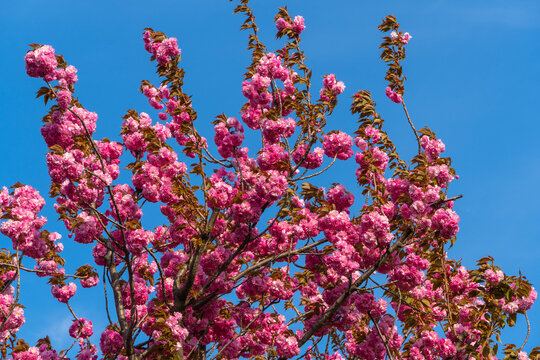 Japanese cherry blossoms. Branches Prunus 'Kanzan' (Prunus serrulata) ) with pink flowers against blue sky. Krasnodar city park or Galitsky park in spring of 2024. Selective focus. Nature design