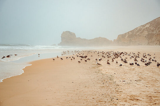 Gaivotas
