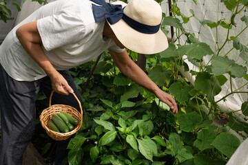 A farmer woman in a cotton apron tears cucumbers in a greenhouse into a wicker basket. The concept...