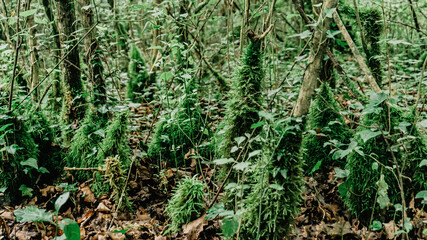 Beautiful forest in the north of Spain
