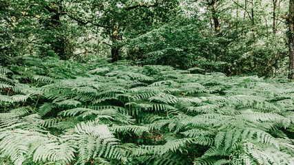 Wild fern in a forest in Europe