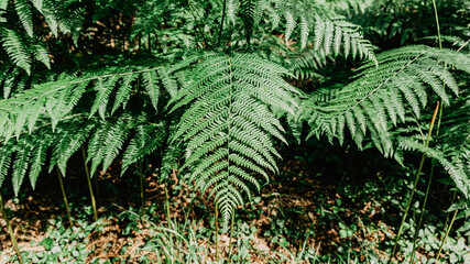 Wild fern in a forest in Europe
