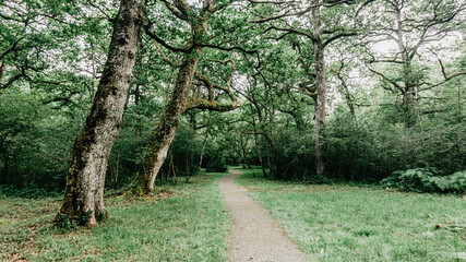 Beautiful forest in the north of Spain