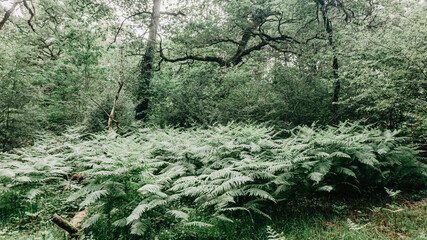 Wild fern in a forest in Europe