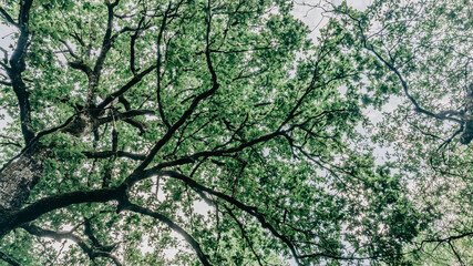 Beautiful forest in the north of Spain
