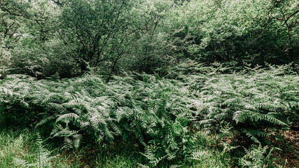 Wild fern in a forest in Europe