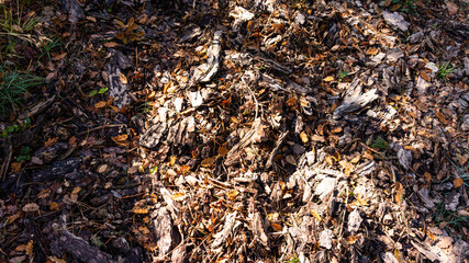 Dry leaves in a forest in Europe