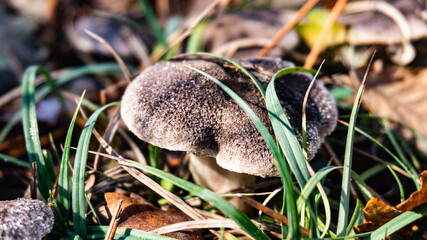 Beautiful mushroom on the forest floor in Europe