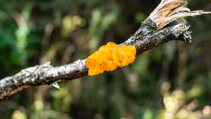 Beautiful mushroom on a tree in Europe