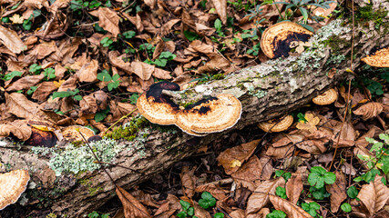 Beautiful mushroom on a tree in Europe