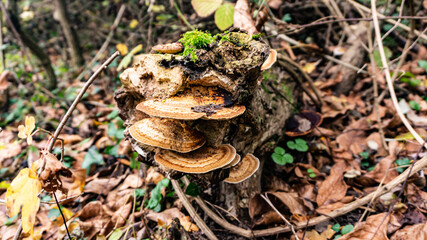 Beautiful mushroom on a tree in Europe