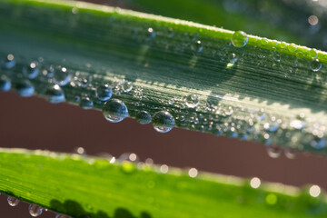 Drops water on green blade of grass in morning dew, shallow depth of field.