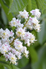 The soft natural light highlights the beauty of the blossoms, creating a stunning botanical composition.